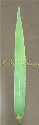  Leaf lamina